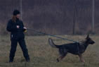 Breclav Dog Training Club