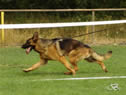 GSD Sieger Show in Slovakia 2007