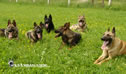 K9 Ambassadors