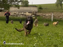 Roman exercising the dogs