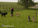 Roman exercising the dogs