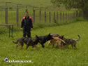 Roman exercising the dogs
