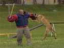 Police Dog Training Camp at Slavicin