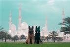 Takros & Iris in Abu-Dhabi