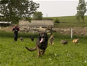 Exercising Our Dogs