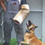 Dog Sport Protection Training
