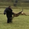 Chico from Mike's Place in action 1