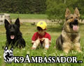 Socialization & Exercising our dogs