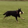 Iris in obedience training